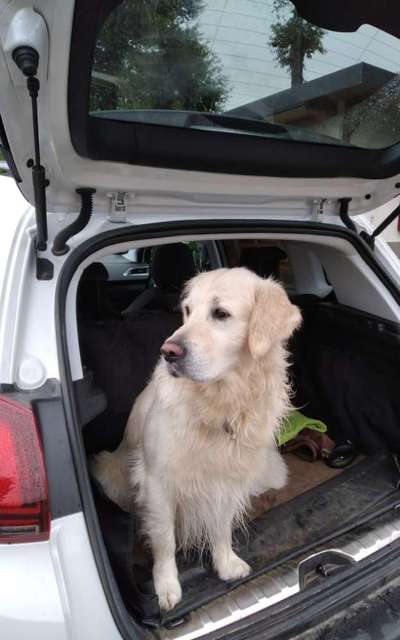 Wo sind die Golden Retriever Liebhaber?-Beitrag-Bild