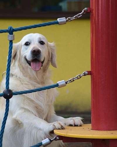 Wo sind die Golden Retriever Liebhaber?-Beitrag-Bild