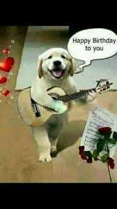 Wo sind die Golden Retriever Liebhaber?-Beitrag-Bild