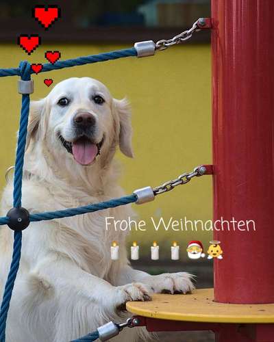 Wo sind die Golden Retriever Liebhaber?-Beitrag-Bild