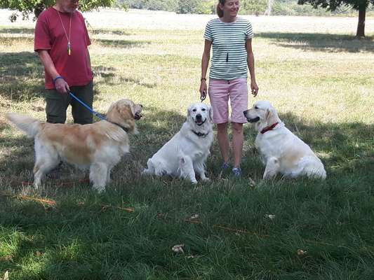 Hundeschule-Beitrag-Bild