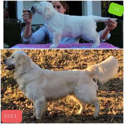 Welpen Bilder !-Beitrag-Bild