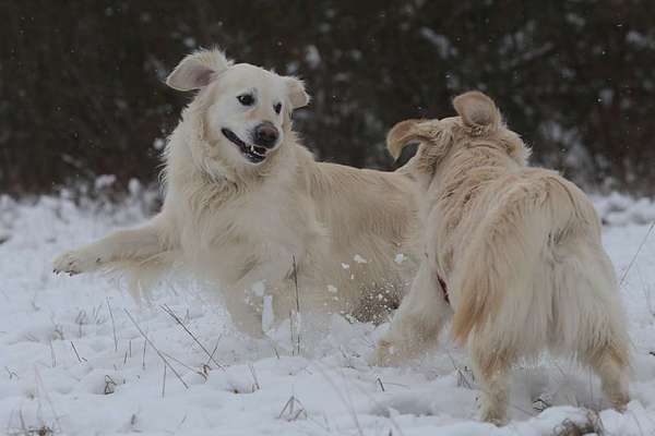 Wo sind die Golden Retriever Liebhaber?-Beitrag-Bild
