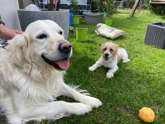 Müssen Hunde mit jedem Hund "sozialisiert" sein?-Beitrag-Bild