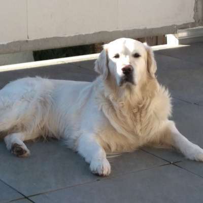 36. Handy Foto Challenge - Sonnenanbeter-Beitrag-Bild