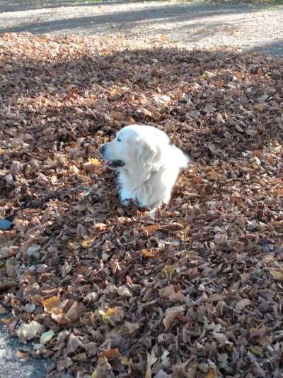 Wo sind die Golden Retriever Liebhaber?-Beitrag-Bild