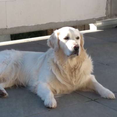 Wo sind die Golden Retriever Liebhaber?-Beitrag-Bild