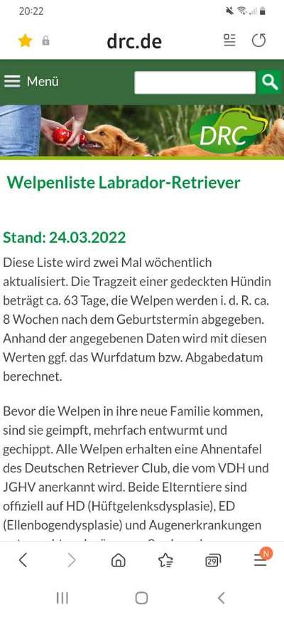 Labrador-Zucht-Beitrag-Bild