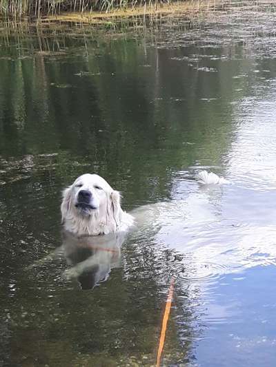 Wo sind die Golden Retriever Liebhaber?-Beitrag-Bild