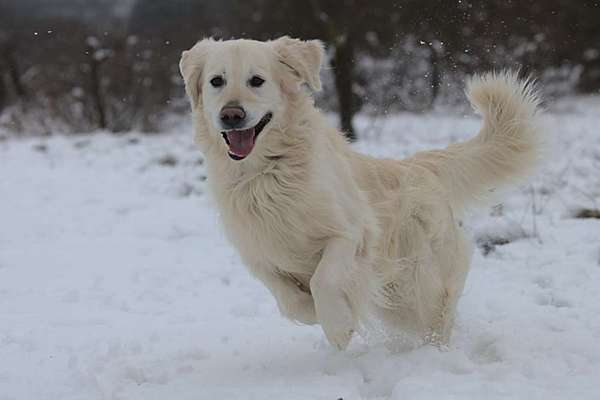 Wo sind die Golden Retriever Liebhaber?-Beitrag-Bild