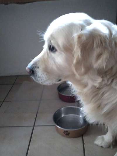 Wo sind die Golden Retriever Liebhaber?-Beitrag-Bild