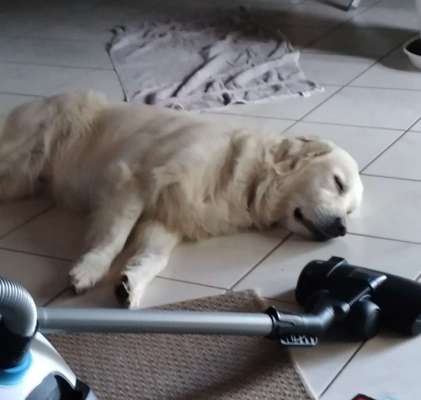 Wo sind die Golden Retriever Liebhaber?-Beitrag-Bild