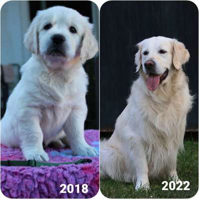 Welpen Bilder !-Beitrag-Bild