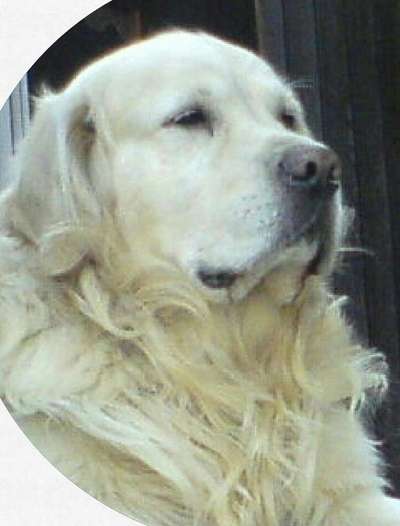 Wo sind die Golden Retriever Liebhaber?-Beitrag-Bild