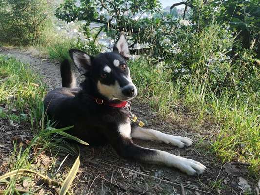 Zeigt mal die schönsten Bilder von euren Hunden !-Beitrag-Bild