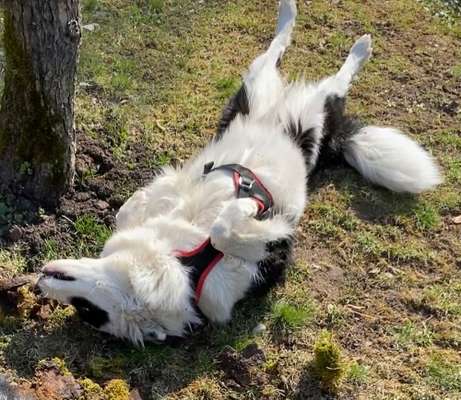 Dogorama Photo Challenge - Wälzen-Beitrag-Bild