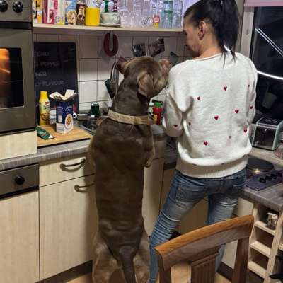 Hundetreffen-Spielen