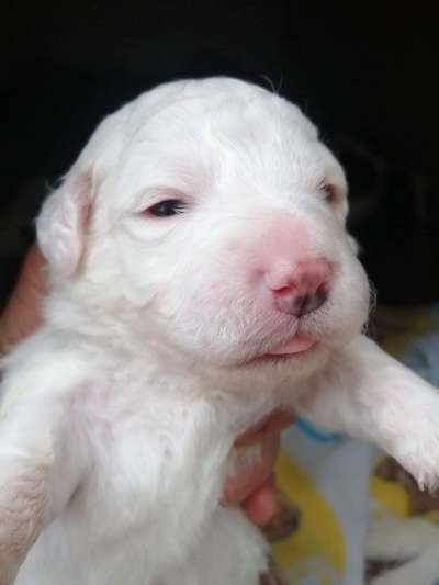 Welpen Bilder !-Beitrag-Bild