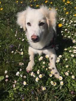 Die Dogorama Monats Challenge "Es grünt und blüht"-Beitrag-Bild