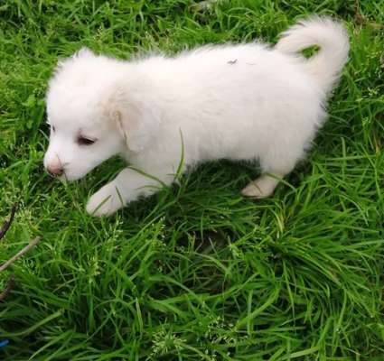 Welpen Bilder !-Beitrag-Bild