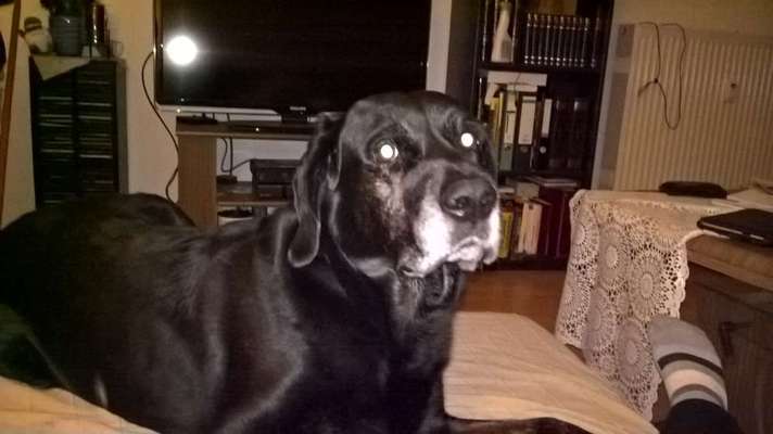 Seelenhunde-Beitrag-Bild