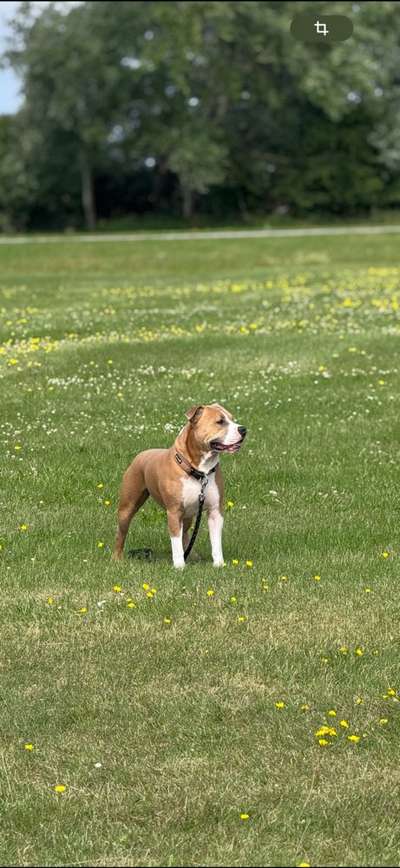 Hundetreffen-Gassi Runde in Damme-Bild
