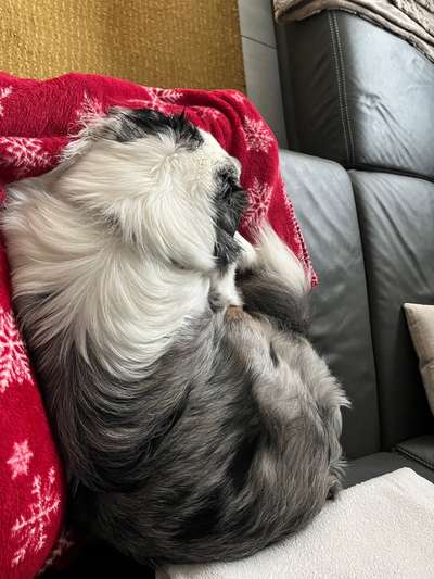 Wie übersteht ihr Silvester?-Beitrag-Bild