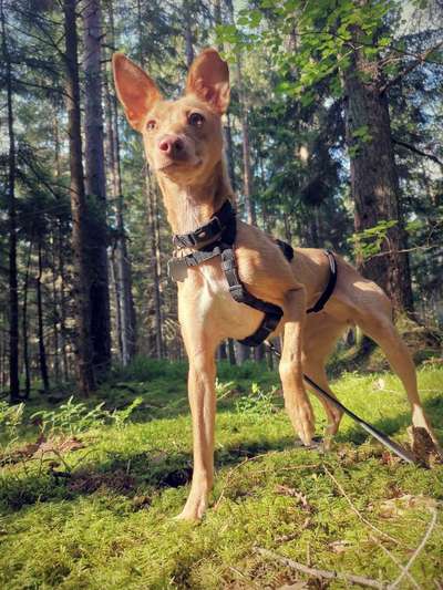 Windhunde - Treffen der besonderen Schönheiten
HERZLICH WILLKOMMEN-Beitrag-Bild