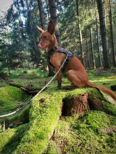 Windhunde - Treffen der besonderen Schönheiten
HERZLICH WILLKOMMEN-Beitrag-Bild