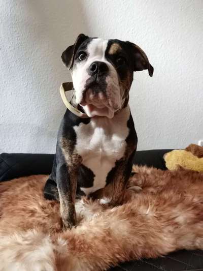 OEB Besitzer gesucht 😊-Beitrag-Bild