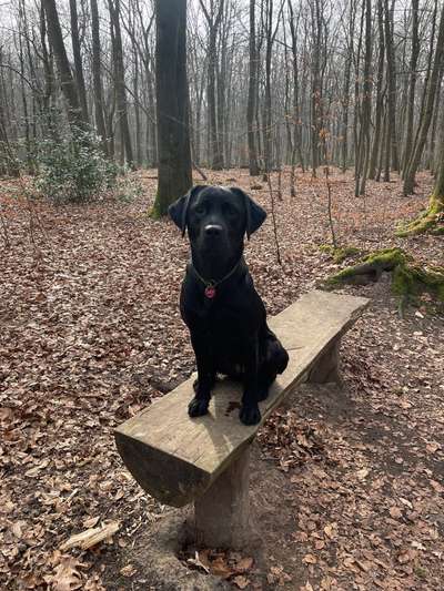 Hundetreffen-Gemeinsame Spaziergänge mit Freilauf-Bild