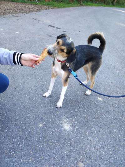 Auslandstierschutz-Beitrag-Bild