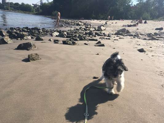 Hunde im Urlaub-Beitrag-Bild