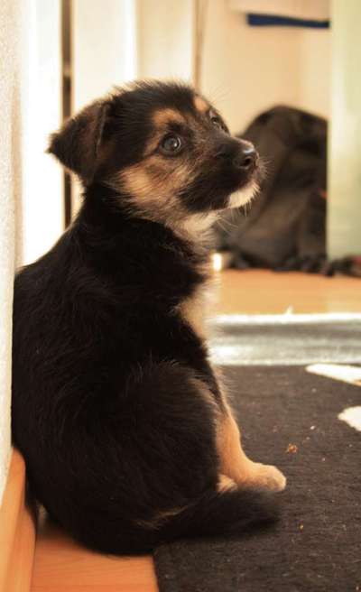 Als Welpen sind sie alle noch süßer-Beitrag-Bild