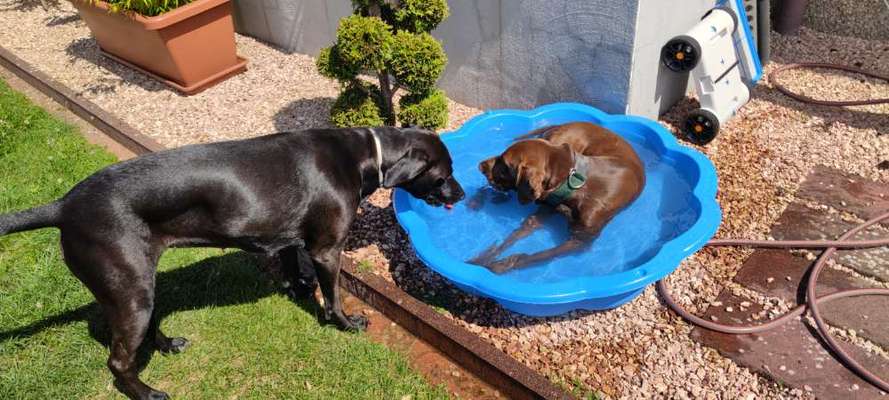 Rhodesian Ridgeback-Beitrag-Bild