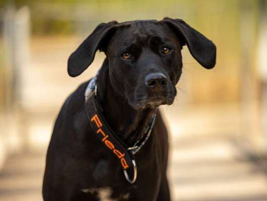 Rhodesian Ridgeback-Beitrag-Bild