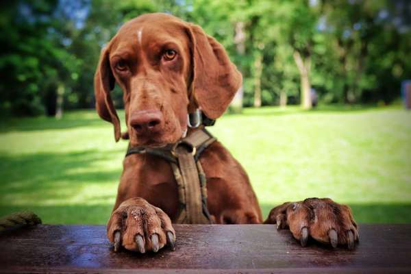 Immer der Nase nach - die schönsten Jagdhund-Bilder-Beitrag-Bild