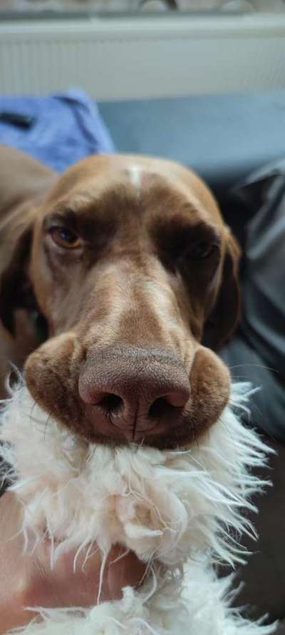 Immer der Nase nach - die schönsten Jagdhund-Bilder-Beitrag-Bild