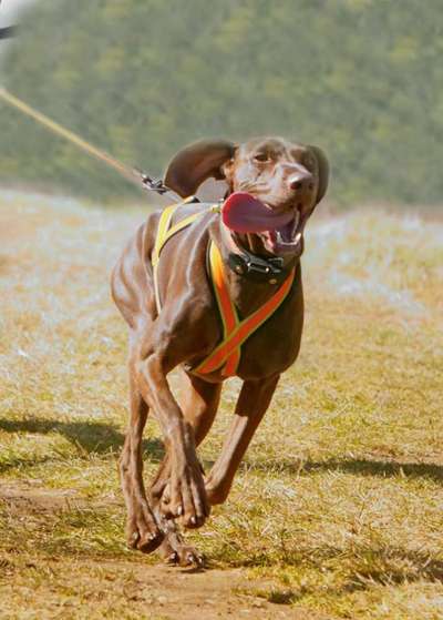 Immer der Nase nach - die schönsten Jagdhund-Bilder-Beitrag-Bild