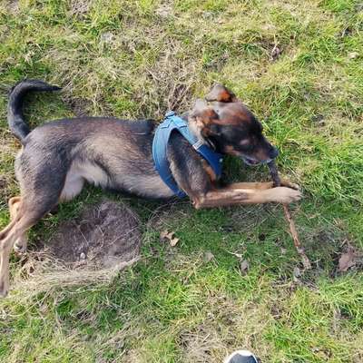 Hundetreffen-Gassi Runde Bremerhaven mitte-Bild