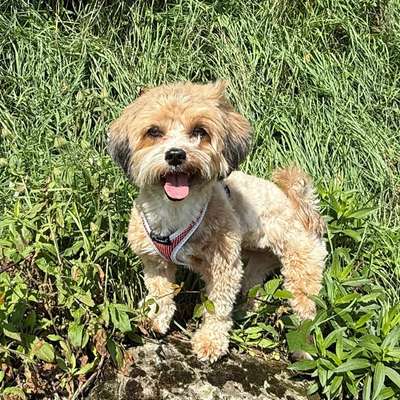 Hundetreffen-Gemeinsamer Spaziergang-Bild