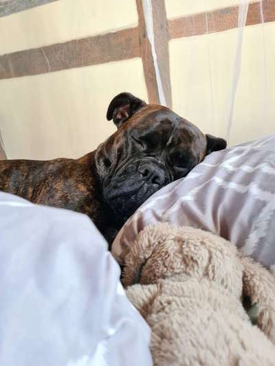 Deutsche Boxer-Beitrag-Bild