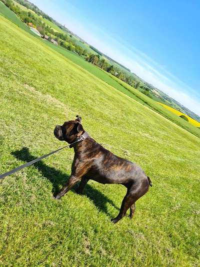 Hundetreffen-Suche Bulldogge o.ä. zum Gassigehen-Bild