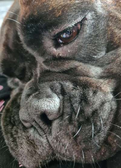 Zeigt eure verrücktesten Hundebilder-Beitrag-Bild