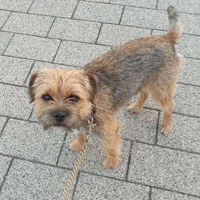 Border Terrier-Beitrag-Bild