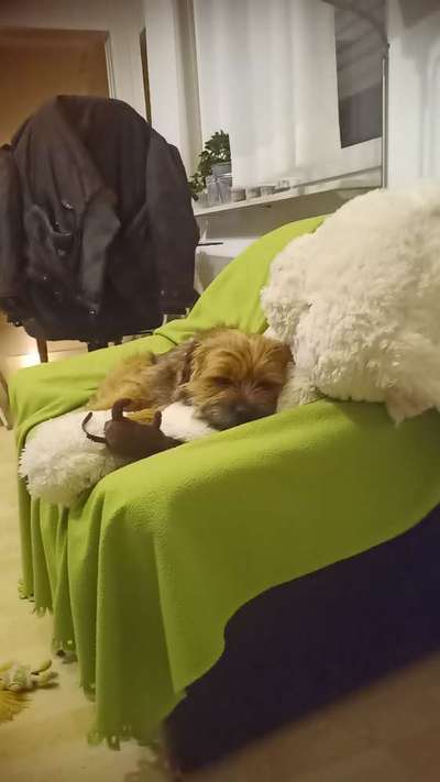 Border Terrier-Beitrag-Bild