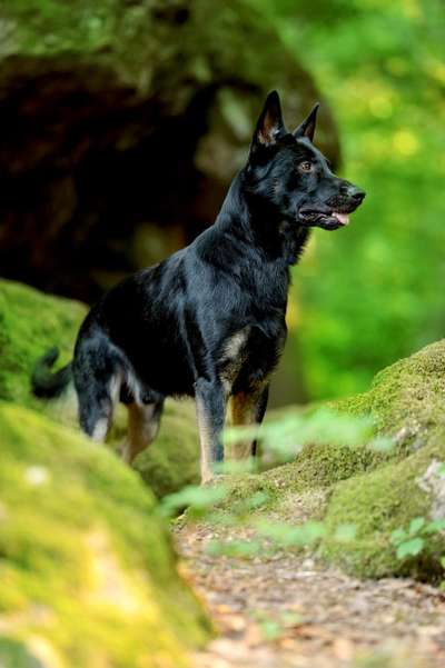 Deutsche Schäferhunde, Belgische Schäferhunde.-Beitrag-Bild