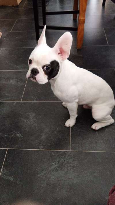 Welpen Bilder !-Beitrag-Bild