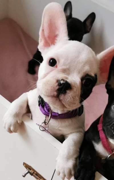 Welpen Bilder !-Beitrag-Bild