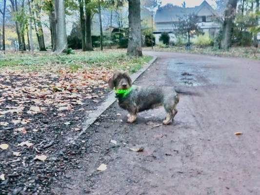 Hundeauslaufgebiet-Stadtpark Uerdingen-Bild